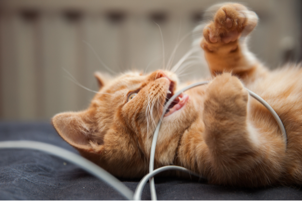 Images of cat eating wires
